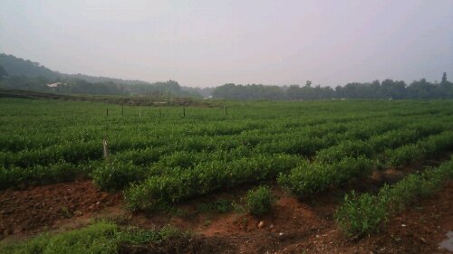 杭州のお茶畑